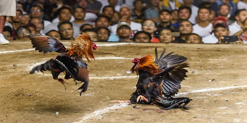 Lợi ích khi chơi đá gà 33win tại 33win