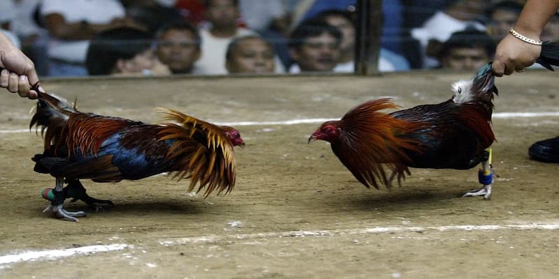 Tại sao đá gà 33win trở thành lựa chọn hàng đầu?